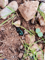 Harpalus distinguendus