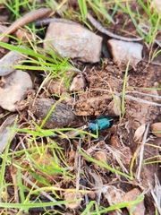 Harpalus distinguendus