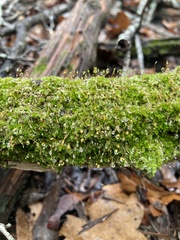 Physcomitrium pyriforme