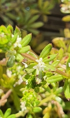 Galium verrucosum