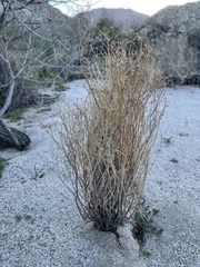 Eriogonum plumatella