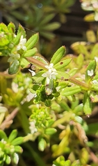 Galium verrucosum