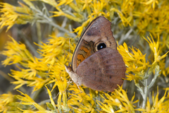 Junonia nigrosuffusa