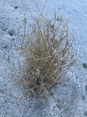 Eriogonum plumatella