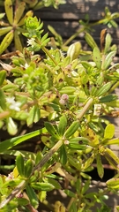 Galium verrucosum