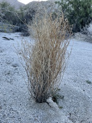 Eriogonum plumatella