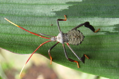 Acanthocephala alata