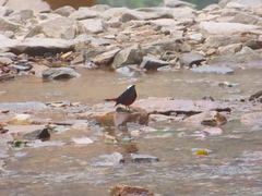 Phoenicurus leucocephalus