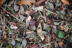Euonymus