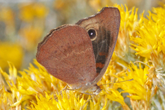 Junonia nigrosuffusa