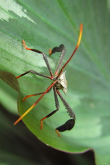 Acanthocephala alata