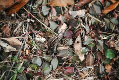 Euonymus fortunei