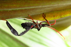 Acanthocephala alata