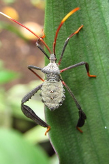 Acanthocephala alata