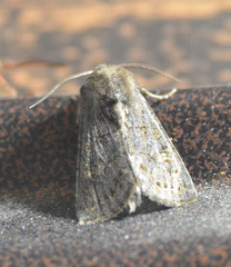 Tholera cespitis