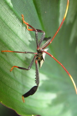 Acanthocephala alata