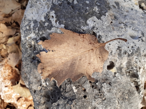 Image of Quercus ithaburensis by (c) tylototriton, some rights reserved (CC BY)