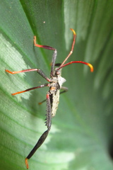 Acanthocephala alata