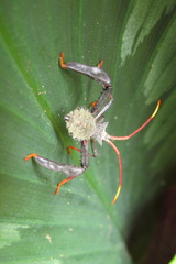 Acanthocephala alata