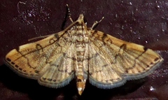Lamprosema tampiusalis