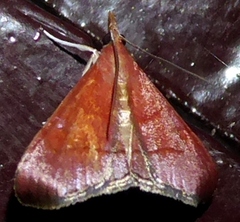 Hemiscopis sanguinea