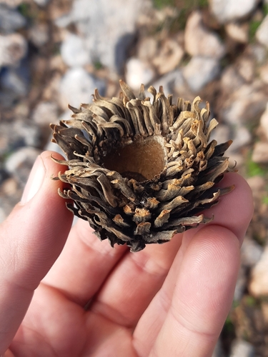 Image of Quercus ithaburensis by (c) tylototriton, some rights reserved (CC BY)