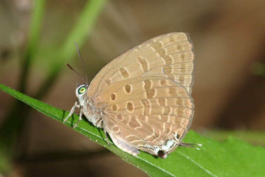 Bright Oakblue