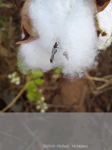 Cotton Seed Bug