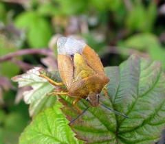 Carpocoris