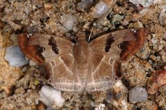Odontoptilum angulata