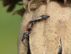 Oxycarenus hyalinipennis