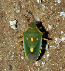 Brachynema purpureomarginatum triguttatum