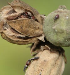 Oxycarenus hyalinipennis