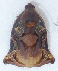 Archips micaceana