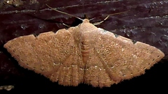Cerynea punctilinealis