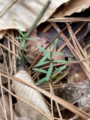 Galium uniflorum