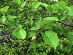 Rosaceae