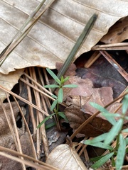 Galium uniflorum