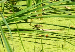Acrocephalus gracilirostris