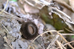 Trichaleurina tenuispora
