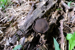 Trichaleurina tenuispora