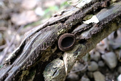 Trichaleurina tenuispora