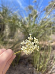 Platysace juncea