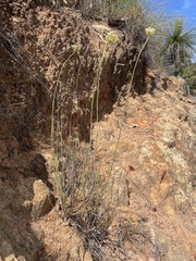 Platysace juncea