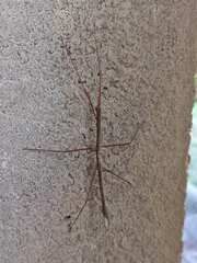 Ocnophiloidea regularis