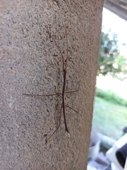 Ocnophiloidea regularis