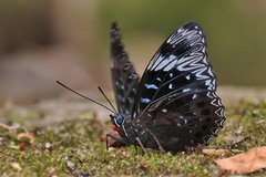 Dichorragia nesimachus