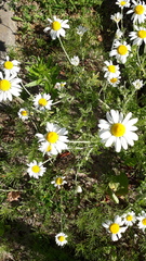 Anthemis ruthenica
