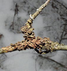 Melanohalea olivacea