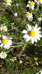 Anthemis ruthenica